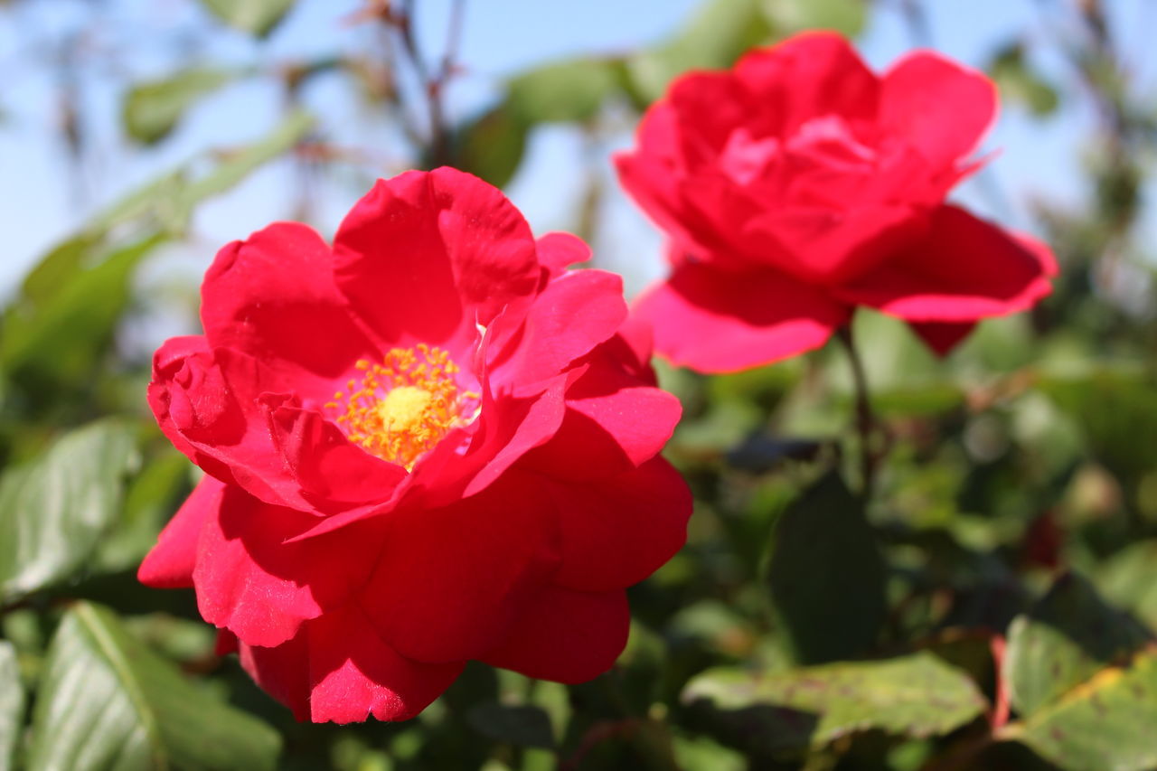 CLOSE-UP OF RED ROSE AGAINST PLANTS