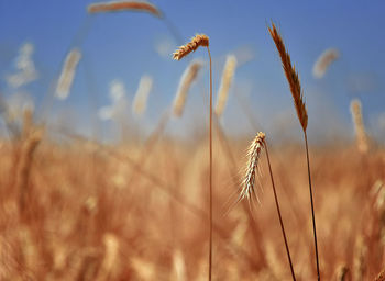 Close-up of wheat growing on field against sky