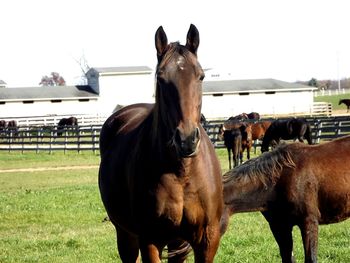 Horse grazing on grassy field