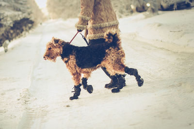 Low section of dog with owner walking on snow covered road