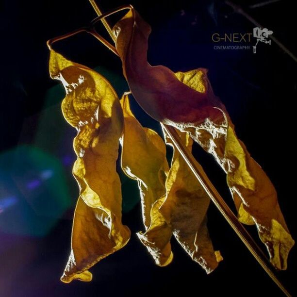 indoors, close-up, black background, text, paper, variation, night, art and craft, still life, studio shot, creativity, for sale, art, market, no people, market stall, focus on foreground, hanging, western script, communication