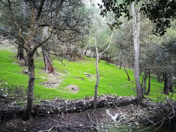 Close-up of fresh green plants against trees