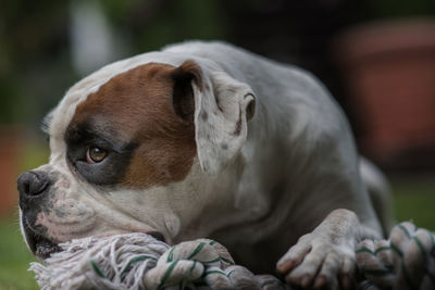 Close-up of a dog looking away