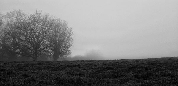 Bare tree on field against sky