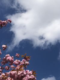 Low angle view of pink cherry blossom against sky
