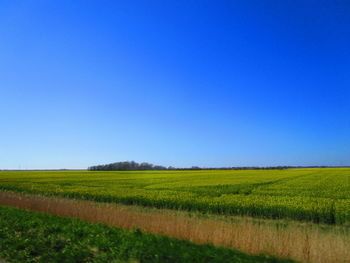 Scenic view of field against clear blue sky