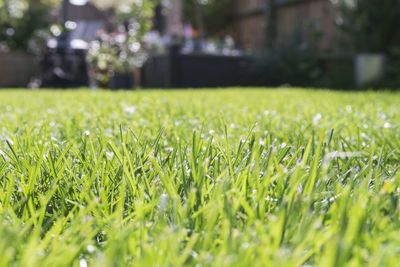 Close-up of grass growing on field