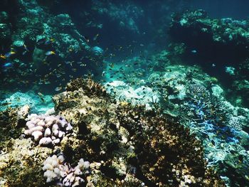 View of coral swimming in sea