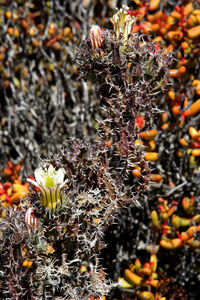 Close-up of flowering plant on field