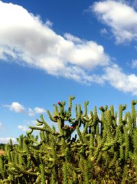 Plants growing on field against sky