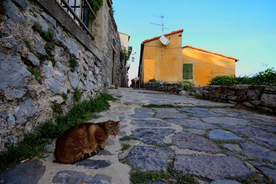 Cat on wall of building