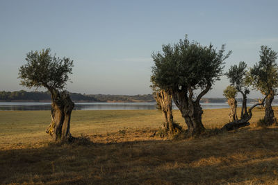 Trees on field against sky