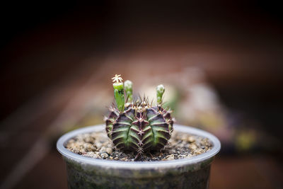 Close-up of potted plant