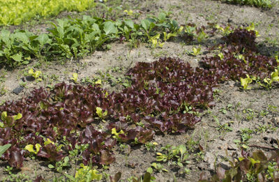 High angle view of plants