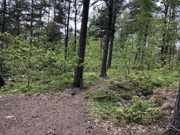 Trees growing in forest