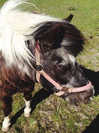 Close-up of horse on field