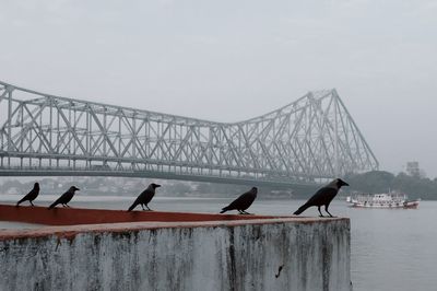 Crows perching on retaining wall against river