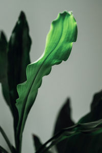 Close-up of green plant