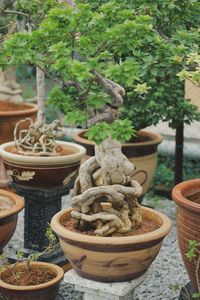 Close-up of potted plant on table