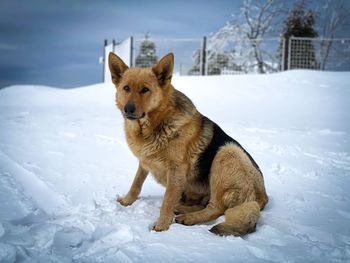 German shepherd dog sitting down in the snow in the mountains