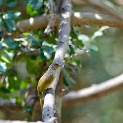 Close-up of lizard on branch
