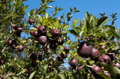 Low angle view of fruits growing on tree