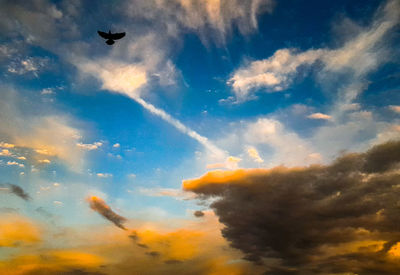 Low angle view of birds flying against sky
