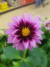 Close-up of flower blooming outdoors