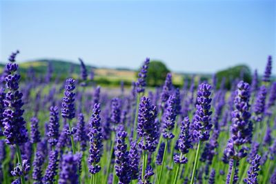 Close-up of purple flowering plants on field