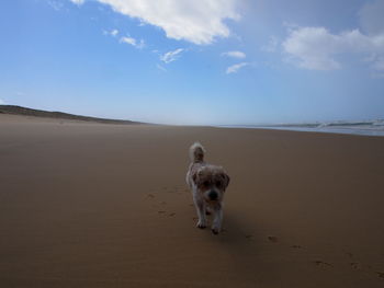 Dog on beach