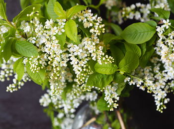 Country style. a bouquet of cherry branches with white flowers.