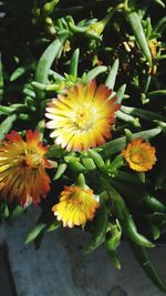 Close-up of yellow flowering plant