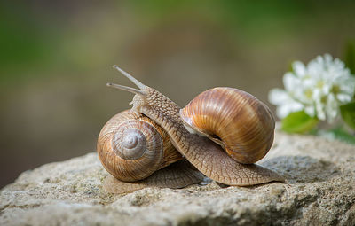 Close-up of snails on rock