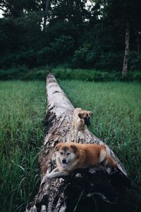 View of an animal on land