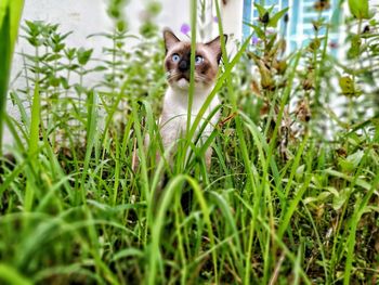 Cat amidst plants in back yard