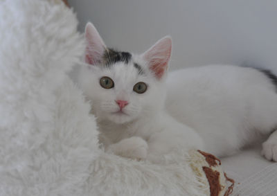 Close-up portrait of white cat