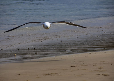 View of bird on beach