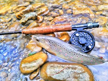 Close-up of fish next to fly-fishing rod in water