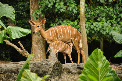 Giraffe in a forest