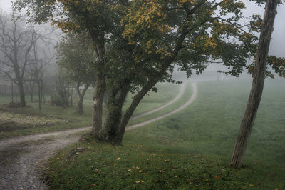 Trees on field by road