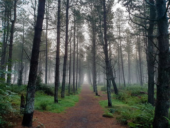 Trees growing in forest