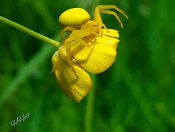 Close-up of insect on yellow flower