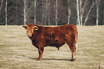 Cow standing on field