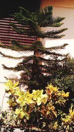 Close-up of potted plant on tree