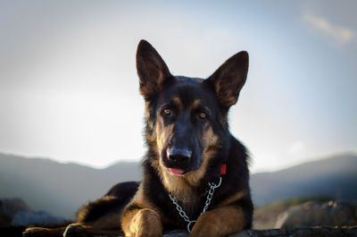 Portrait of a dog on mountain against sky