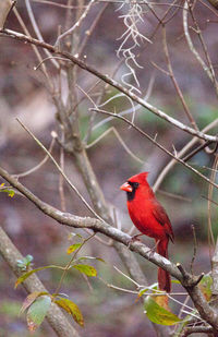 Close-up of bird perching on branch