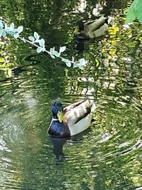 View of duck swimming in lake
