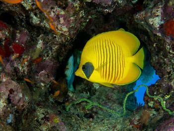 Close-up of coral underwater