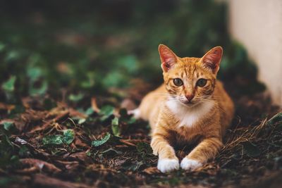 Portrait of ginger cat sitting outdoors