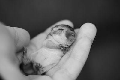 Cropped image of hand holding newborn gerbil